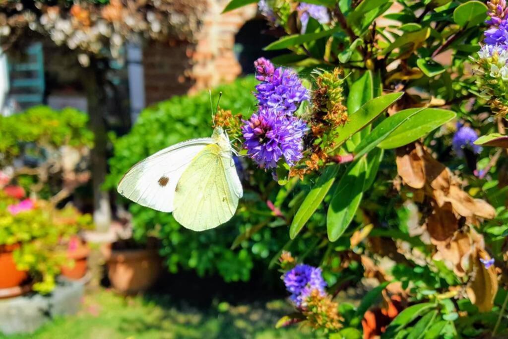 Bellavista La Tua Romantica Vacanza Sul Trasimeno Lejlighed Castiglione del Lago Eksteriør billede